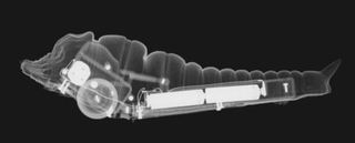 Illustration for article titled This Is What Toys Look Like When You X-Ray Them